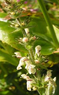 Stachys_atherocalyx..jpg