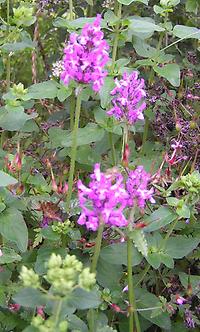 Stachys officinalis