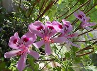 Pelargonium_citiriodorus.jpg