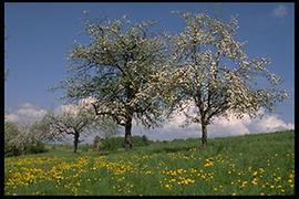 Frühling