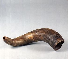 Animal horn