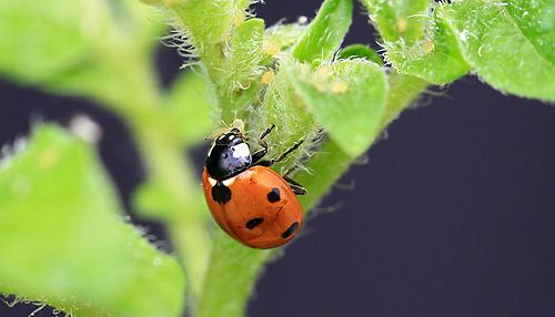 Marienkäfer, die Blattläuse fressen, tragen zu natürlicher Schädlingskontrolle in Agrarlandschaften bei – sowie viele andere räuberische Insektenarten.