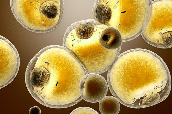 Adipozyten, die Zellen des Fettgewebes