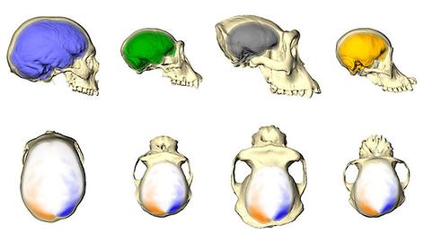 Menschen, Schimpansen, Gorillas und Orang-Utans haben unterschiedlich aussehende Schädelknochen und Gehirne. Aber sie haben das gleiche Asymmetriemuster wie man aus der unteren Reihe erkennen kann.