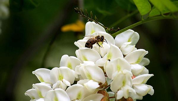 Honigbienen lieben sie, da die Blüten der eingeschleppten Robinie – landläufig auch falsche Akazie genannt – reichlich Nektar bieten. Der Nachteil: Der aus Nordamerika stammende Baum verdrängt die heimische Flora