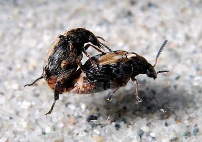 Samenkäfer bei der Paarung.