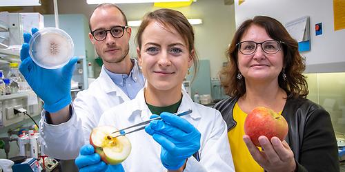 Das Forschungsteam zum Thema Apfel: Peter Kusstatscher, Gabriele Berg und Birgit Wassermann.