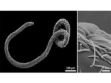 Rasterelektronenmikroskopische Aufnahme eines Eubostrichus fertilis Wurms (links). Die sichelförmigen bakteriellen Zellen sind auf seiner Oberfläche wie Schichten einer Zwiebel angeordnet (rechts).