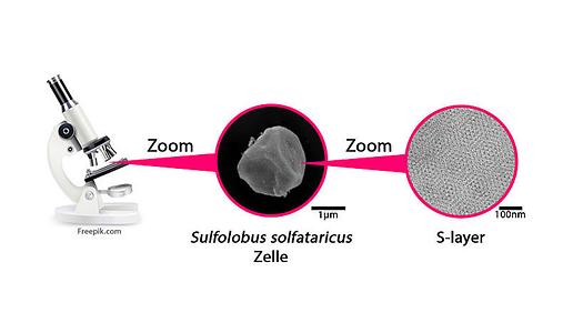 Die Struktur der S-layer kann man mittels Elektronenmikroskopie visualisiert werden. 2 000 - fache Vergrößerung einer Sulfolobus soflataricus Zelle (Elektronenmikroskopie) (Bild Mitte). Rechts: 10 000-fache Vergrößerung eines Zelloberflächenausschnitts, der die Struktur der S-layer zeigt