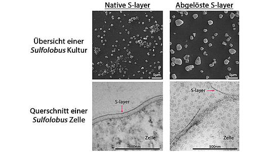 Oben: Die Übersicht einer unveränderten (links) und S-layer reduzierten (rechts) Sulfolobus Kultur zeigt eine bis zu fünffache Zunahme des Zellvolumens der S-layer reduzierten Zellen (Elektronenmikroskopie, 2000-fache Vergrößerung). Unten: Der Querschnitt einer unveränderten (links) und S-layer reduzierten (rechts) Sulfolobus Zelle zeigt die Ablösung der S-layer (Bild adaptiert von Zink et al., 2019 Nature Communications).