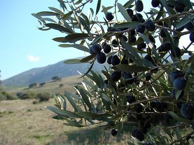 Seit einiger Zeit bedroht das Bakterium Xylella fastidiosa nun auch die europäischen Olivenbäume