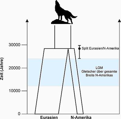 Alle heute in Nordamerika lebenden Wölfe gehen auf eine einzige Besiedlungswelle zurück