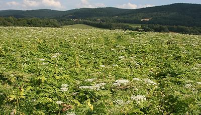 Der Riesenbärenklau (Heracleum mantegazzianum) ist einer der bekanntesten invasiven Pflanzen in Europa. Die Invasion in Mitteleuropa begann in den 1950er Jahren.