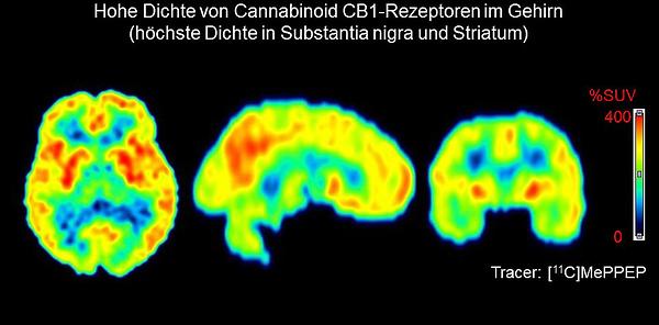Hohe Dichte von Cannabinoid CB1-Rezeptoren im Gehirn (höchste Dichte in Substantia nigra und Striatum