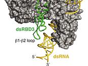 Modell der RNA Bindedomäne