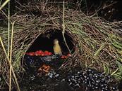Der männliche Laubenvogel baut bunte Nester, um seinen Paarungserfolg zu steigern