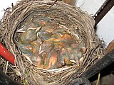Nestlinge im Alter von fünf Tagen