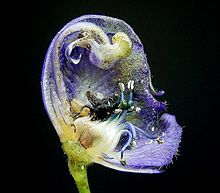 Schnitt durch eine reale Blüte des blauen Eisenhuts Aconitum napellus.