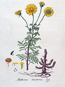 Illustration aus Flora Batava, Volume 4