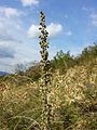 Waldsteppen-Beifuß (Artemisia pancicii)