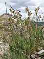 Die Sibirien-Glockenblume (Campanula sibirica) ist eine typische Bewohnerin von Fels- und Rasensteppen und in Österreich gefährdet.