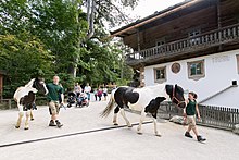 Zwei Tierpfleger führen jeweils ein Pferd am Bauernhof vorbei.