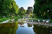 Rosa Flamingos stehen in ihrer Außenanlage im Tiergarten Schönbrunn, dahinter steht das