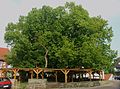 Linde in Schenklengsfeld, ältester Baum Deutschlands