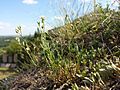 Die kalkliebende Borsten-Miere (Minuartia setacea) ist namensgebend für eine Pflanzenassoziation der Karbonatfels-Trockenrasen und in Österreich gefährdet.