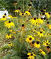 Rudbeckia fulgida ‘Rubinstern’