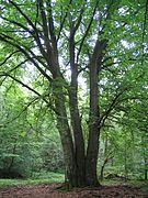 Dreistämmige Buche bei Enkenbach-Alsenborn