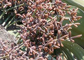 Männliche Welwitschia, Blüte