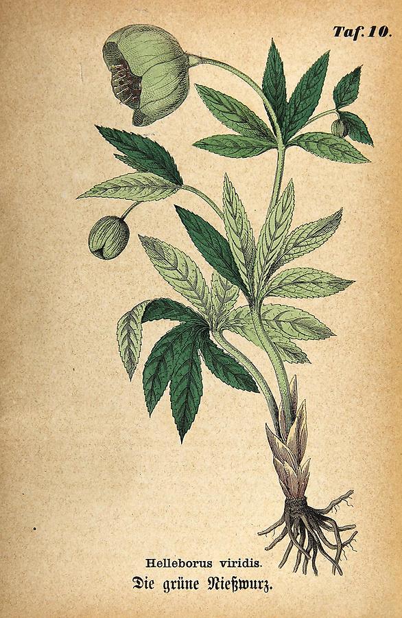 Illustration grüne Nießwurz / Helleborus viridis