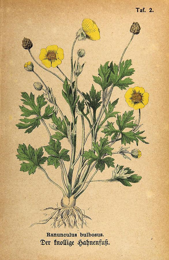 Illustration knolliger Hahnenfuß / Ranunculus bulbosus