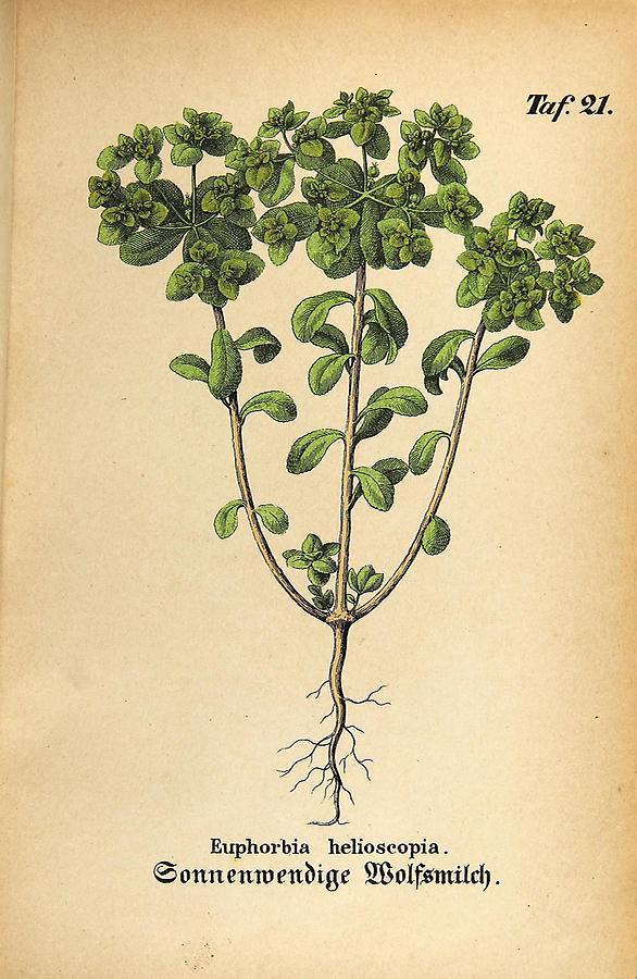 Illustration Sonnenwendige Wolfsmilch / Euphorbia helioscopia