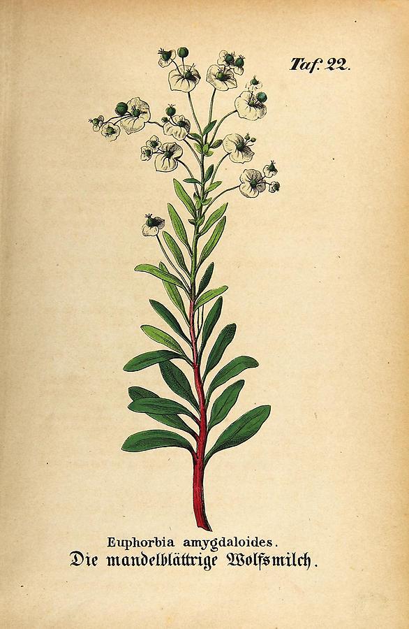 Illustration mandelblättrige Wolfsmilch / Euphorbia amygdaloides