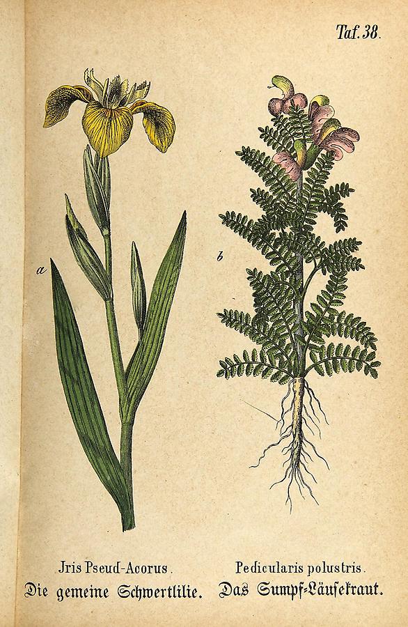 Illustration a: gemeine Schwertlilie / Iris Pseud-Acorus, b: Sumpf-Läusekraut / Pedicularis polustris