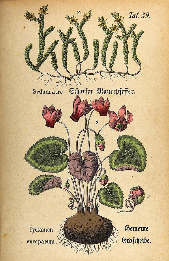 Illustration a: Scharfer Mauerpfeffer / Sedum acre, b: Gemeine Erdscheibe / Cyclamen europaeum