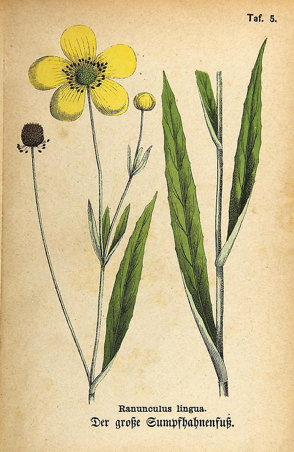 Illustration großer Sumpfhahnenfuß / Ranunculus lingua