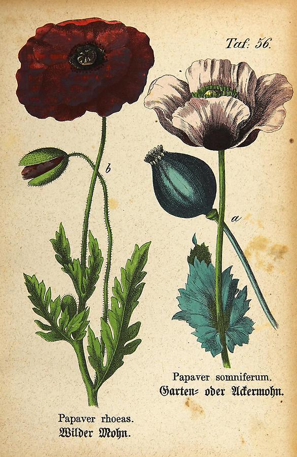 Illustration a: Garten- oder Ackermohn / Papaver somniverum, b: Wilder Mohn / Papaver rhoeas