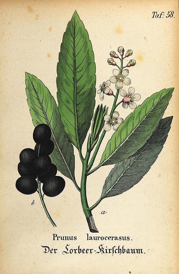 Illustration Lorbeer-Kirschbaum / Prunus lauro-cerasus
