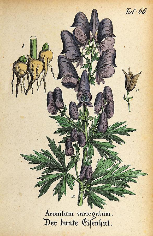 Illustration bunter Eisenhut / Aconitum variegatum