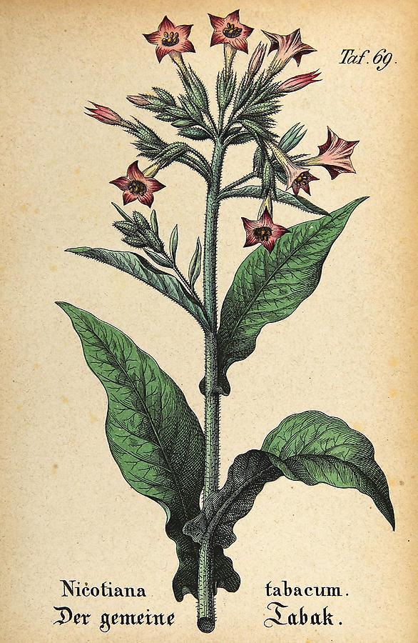 Illustration gemeiner Tabak / Nicotiana tabacum