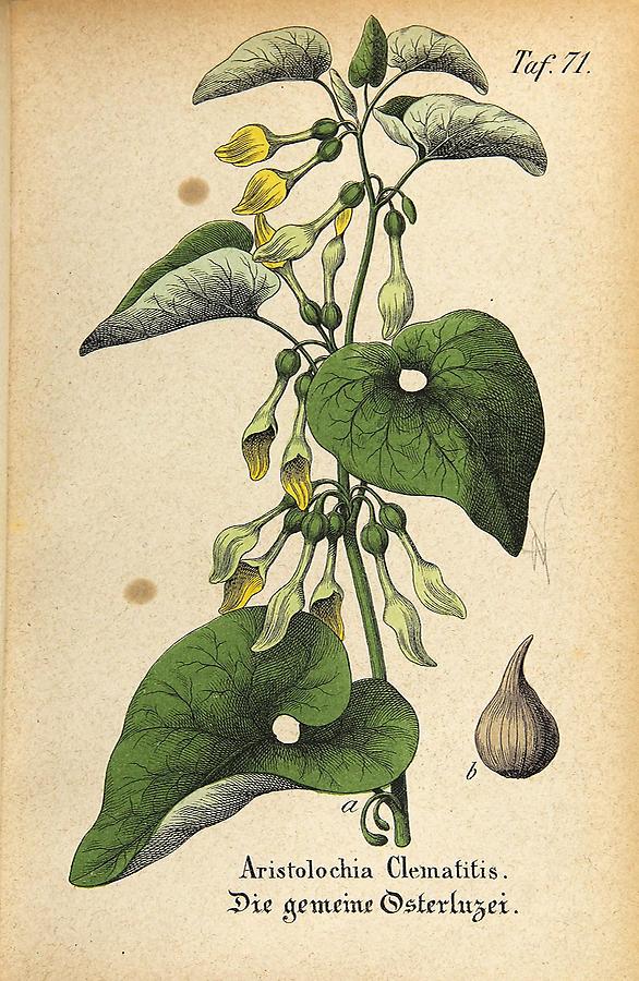 Illustration gemeine Osterluzei / Aristolochia Clematitis