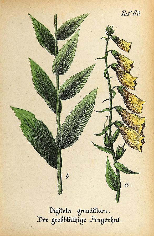 Illustration großblüthiger Fingerhut / Digitalis grandiflora