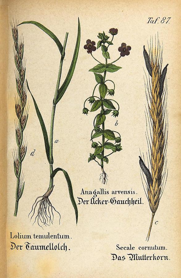 Illustration a: Taumellolch / Lolium temulentum, b: Acker-Gauchheil / Anagallis arvensis, c: Mutterkorn / Secale cornutum