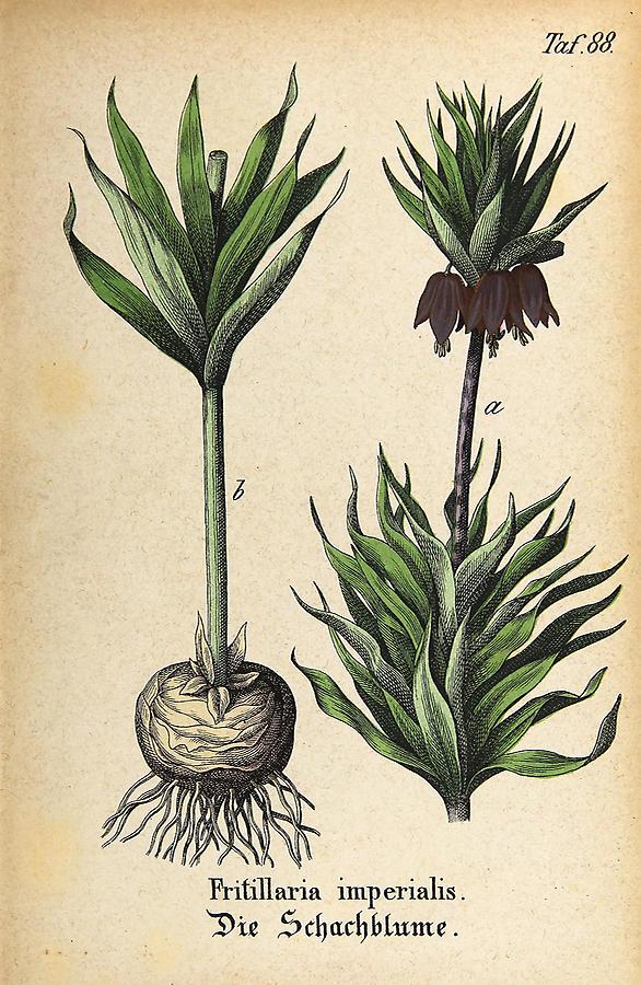 Illustration Schachblume / Fritillaria imperialis