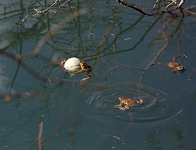 Erdkröten spielen Wasserball