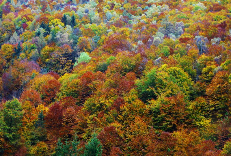 Bunt gefärbter Wald