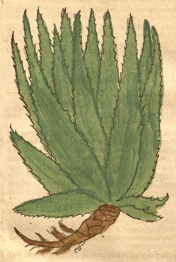 Illustration Aloe
